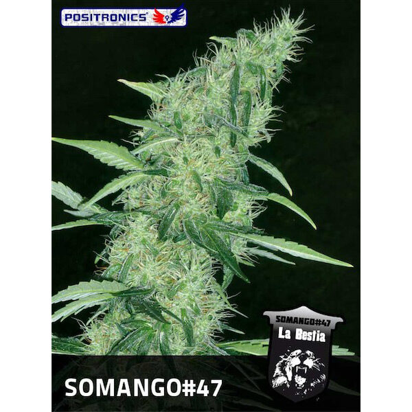 Somango #47 feminizada de Positronics Seeds
