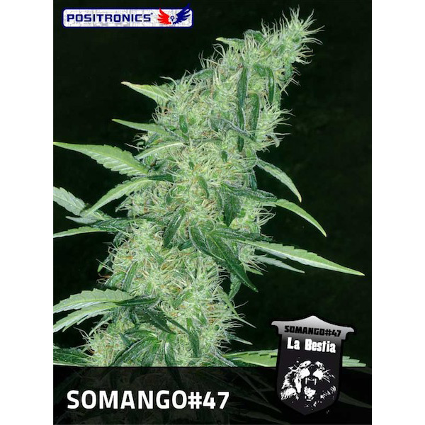 Somango #47 feminizada de Positronics Seeds