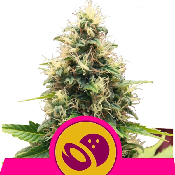 Somango Xl feminizada de Royal Queen