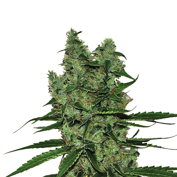 Somango XXL feminizada de Nirvana