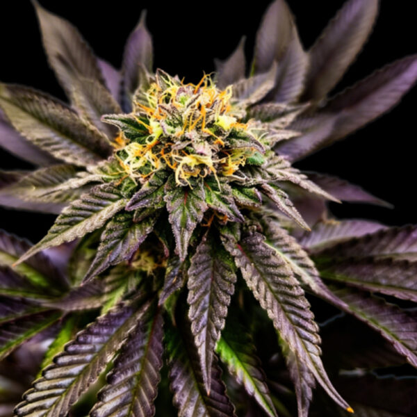 Soul Berry feminizada de Grateful Seeds