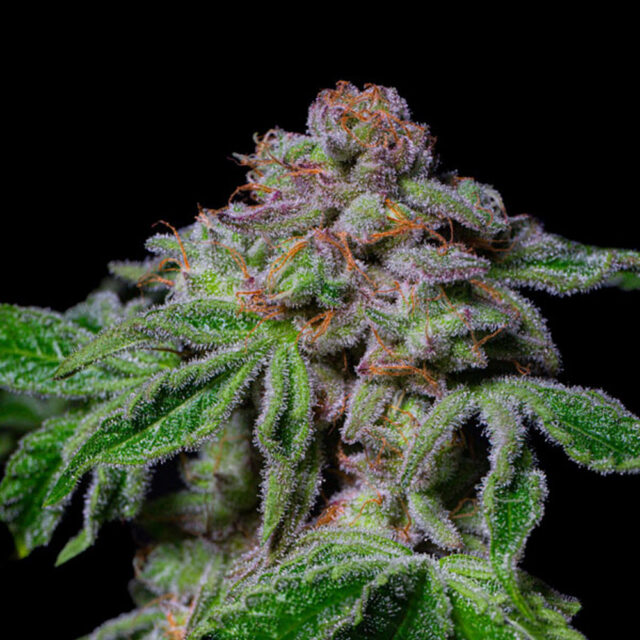 Sour Aloha feminizada de Pure Instinto