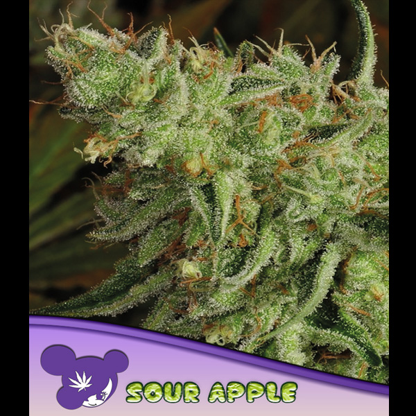 Sour Apple feminizada de Anesia Seeds