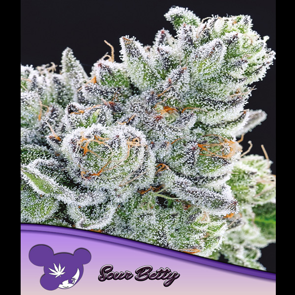 Sour Betty feminizada de Anesia Seeds