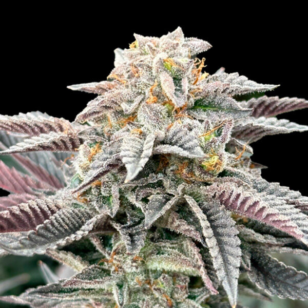 Sour Burger feminizada de Grateful Seeds