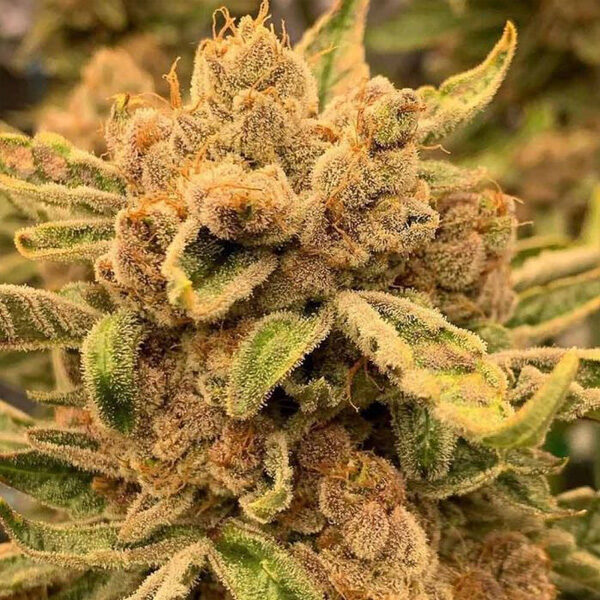 Sour Cuntz feminizada de Conscious Genetics