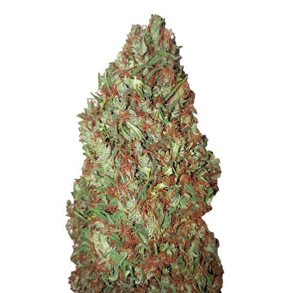 Sour Diesel feminizada de Cbd+ Buds