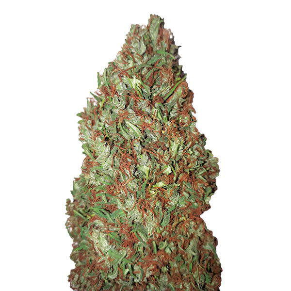 Sour Diesel feminizada de Cbd+ Buds