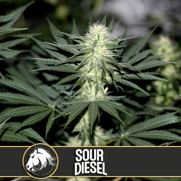 Sour Diesel feminizada de Blimburn Seeds