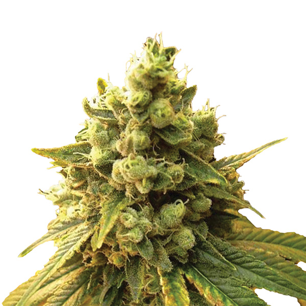 Sour Diesel feminizada de Nirvana