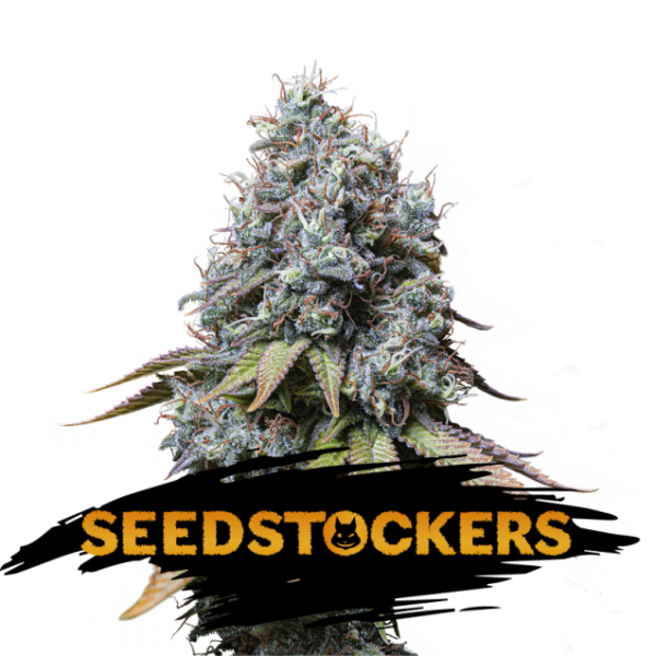 Sour Diesel feminizada de Seedstockers