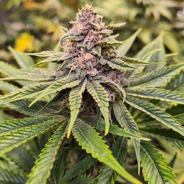 Sour Mc Kuntz feminizada de Conscious Genetics