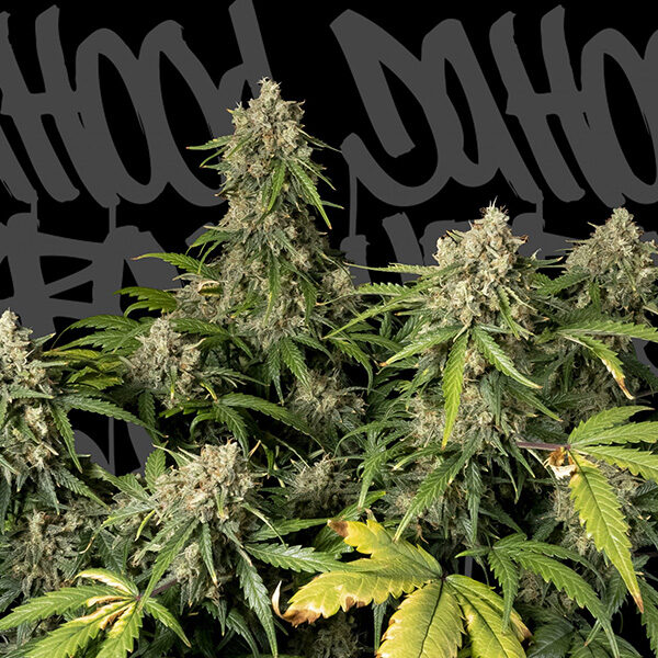 Space Cookies feminizada de Dahood Urban Seeds