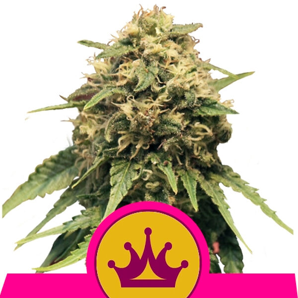 Special Queen #1 feminizada de Royal Queen