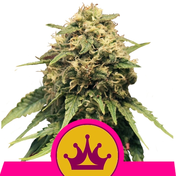 Special Queen #1 feminizada de Royal Queen