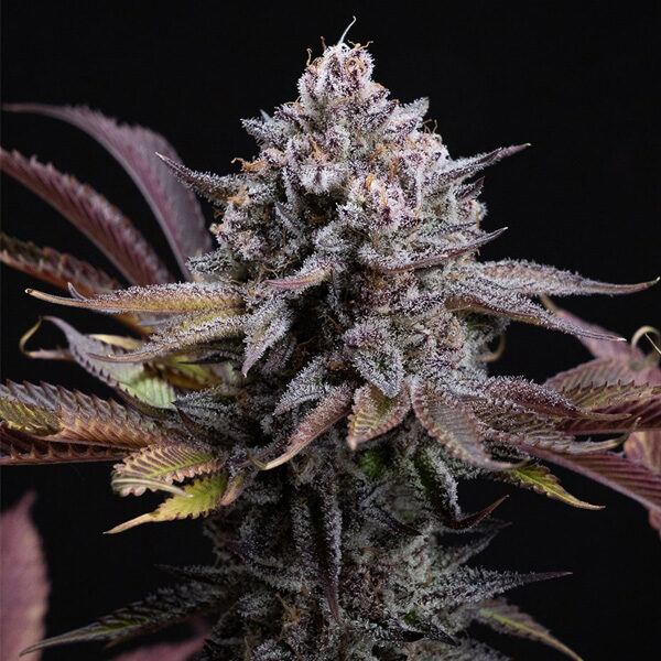 Spicy Cherry feminizada de Positronics Seeds