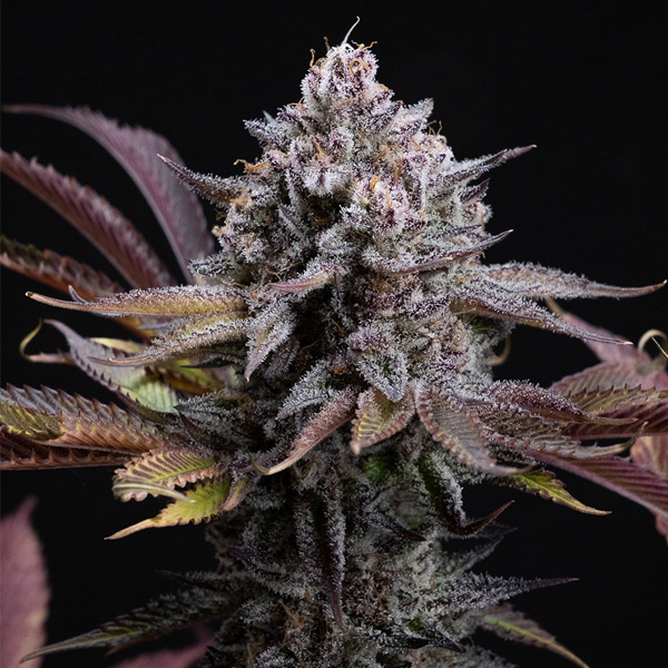 Spicy Cherry feminizada de Positronics Seeds