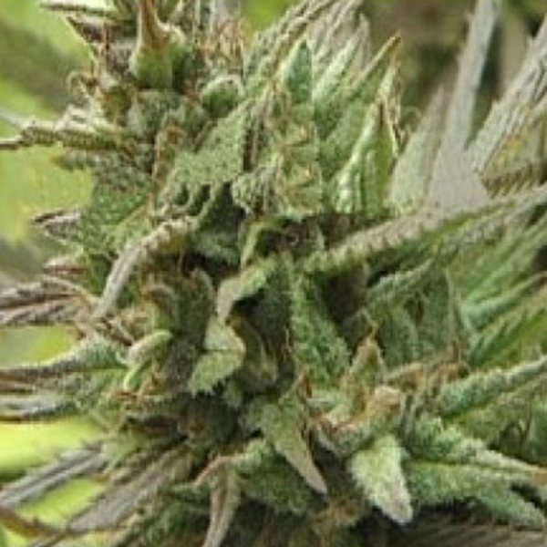 Spontanica feminizada de K.c. Brains