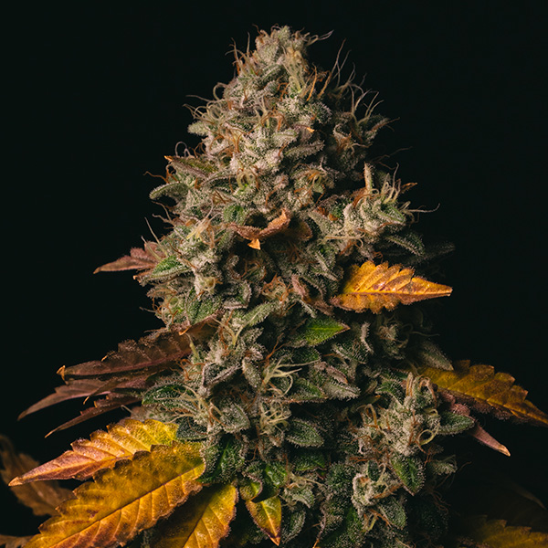 Spooky OG feminizada de Pure Instinto