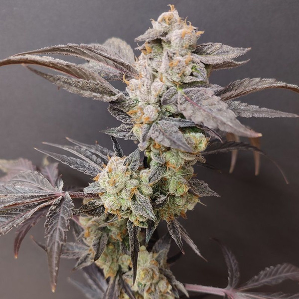 Spritzade feminizada de Seeds Of Anarchy