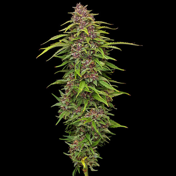 Squirt Feminized feminizada de Humboldt Seeds Company