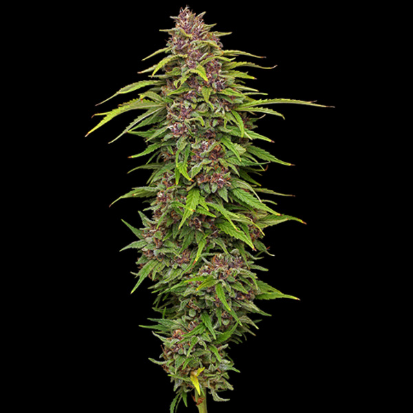 Squirt Feminized feminizada de Humboldt Seeds Company
