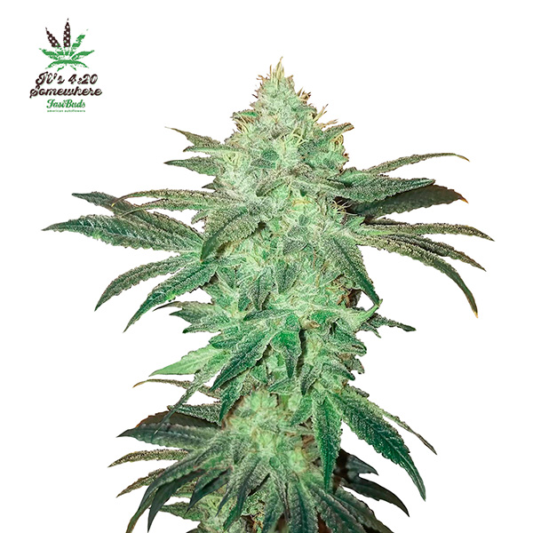 Stardawg Auto de Fast Buds