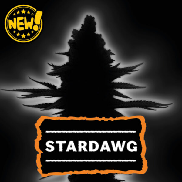Stardawg feminizada de Seedstockers