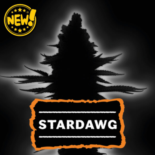 Stardawg feminizada de Seedstockers