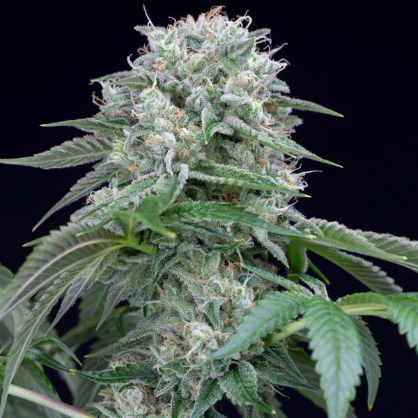 Starfire OG feminizada de Silent Seeds