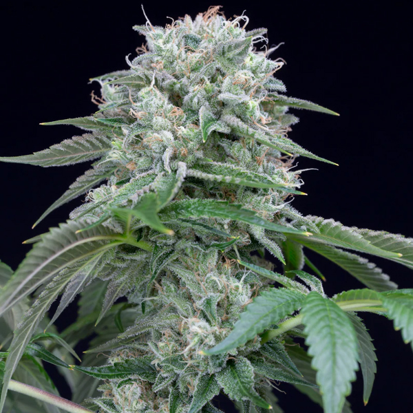 Starfire OG feminizada de Silent Seeds
