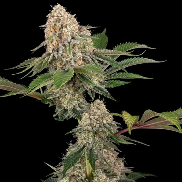 Sticky Berry XXL feminizada de Sensi Seeds