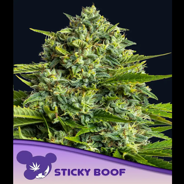 Sticky Boof feminizada de Anesia Seeds