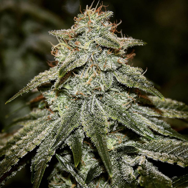 Sticky Gorilla # feminizada de Pure Instinto