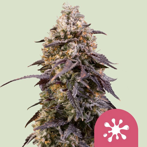 Sticky Queen feminizada de Royal Queen