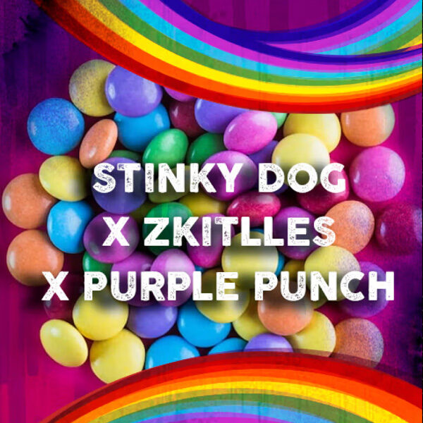 Stinky Dog X Zkittles feminizada de Tramuntana Seeds