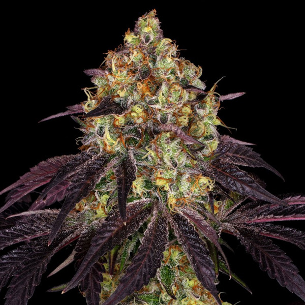Stracciatela Do Si Dos X Strawbanana Cream feminizada de T.h. Seeds