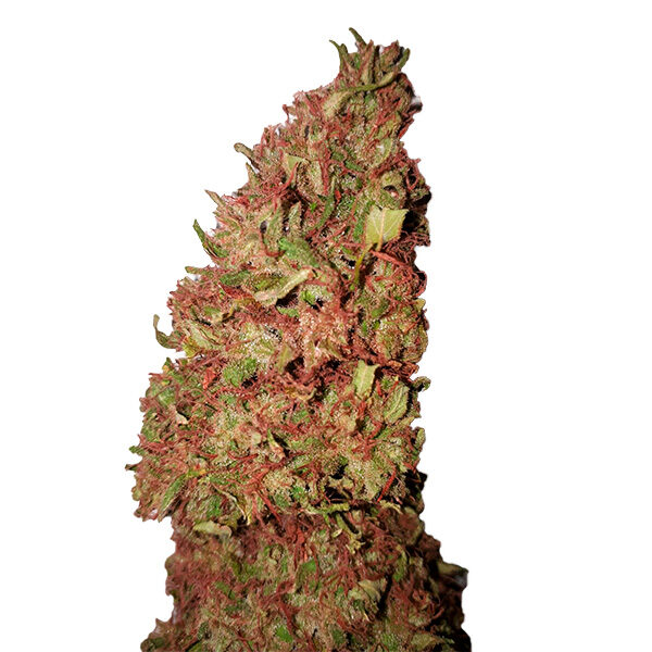 Strawberry feminizada de Cbd+ Buds