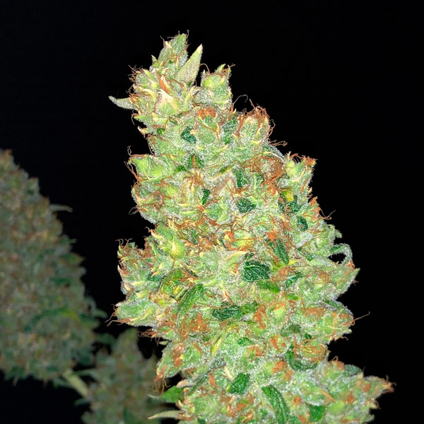 Strawberry Akeil feminizada de Serious Seeds