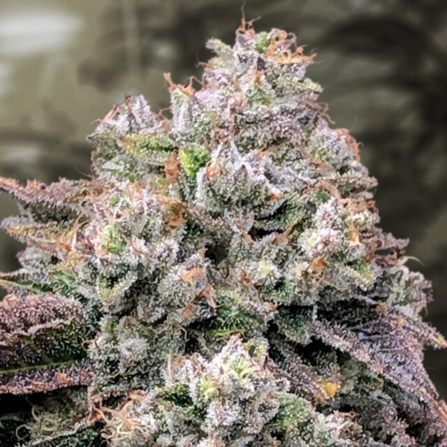 Strawberry Banana Fast feminizada de High Speed Buds