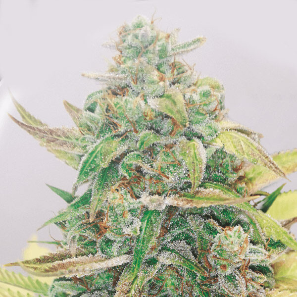 Strawberry Cake CBD feminizada de Medical Seeds