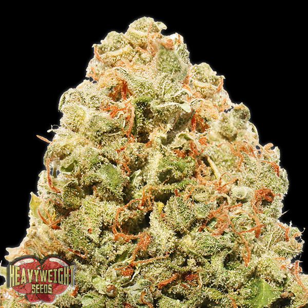 Strawberry Cheesecake feminizada de Heavyweight Seeds
