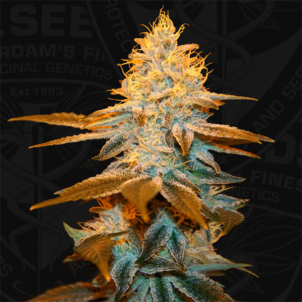 Strawberry Glue feminizada de T.h. Seeds