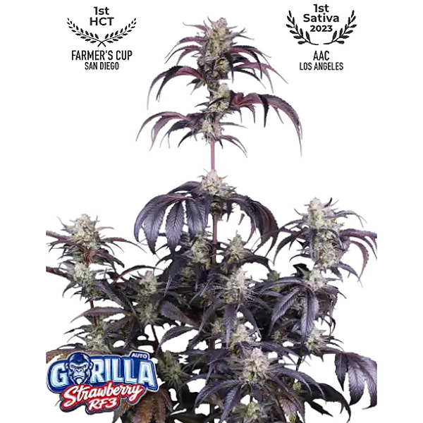 Strawberry Gorilla Rf3 Auto de Fast Buds