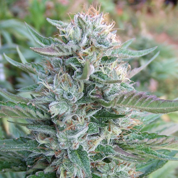 Strawberry OG feminizada de The Cali Connection