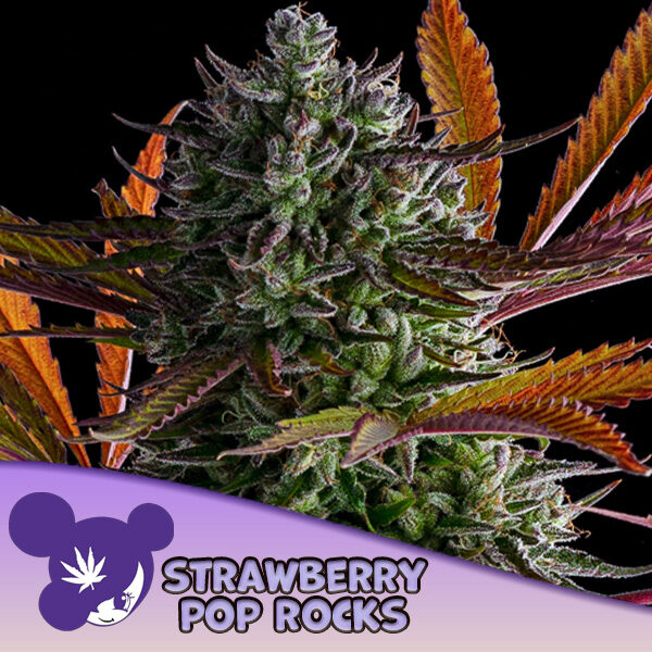 Strawberry Pop Rocks feminizada de Anesia Seeds