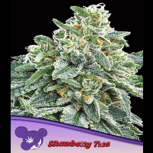 Strawberry Tree feminizada de Anesia Seeds