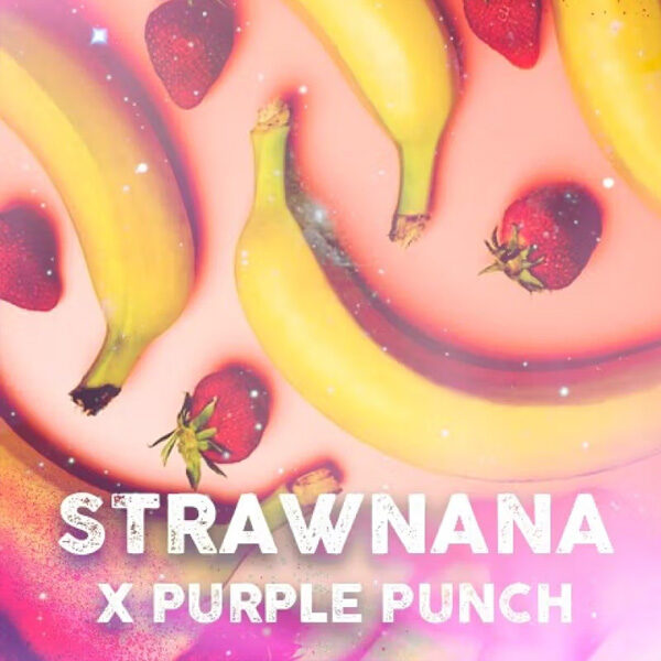 Strawnana feminizada de Tramuntana Seeds