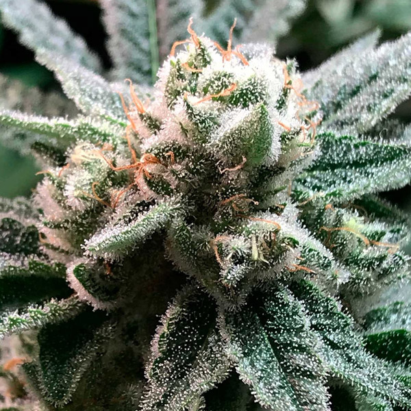 Sublimator feminizada de R-kiem Seeds