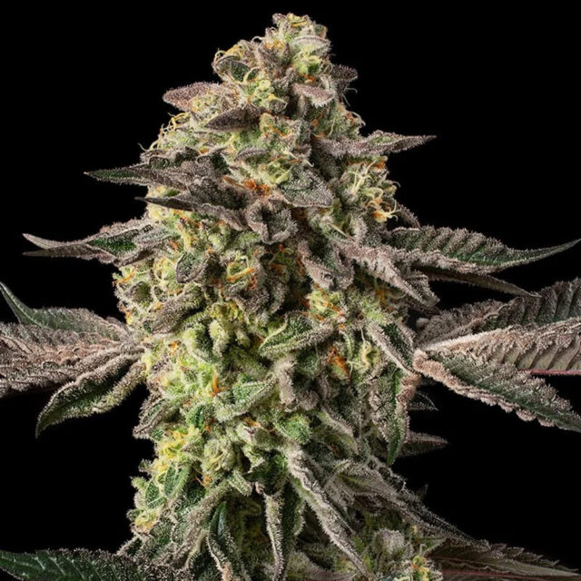 Sugar Rock X Cookies feminizada de Silent Seeds